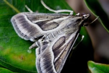 Omiodes continuatalis